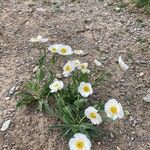 Ranunculus amplexicaulis Hoja