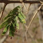 Dichrostachys cinerea Blad