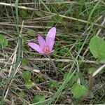 Colchicum longifolium Habit