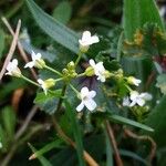 Calepina irregularis Flower