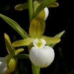 Cypripedium californicum ᱵᱟᱦᱟ