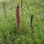 Pontechium maculatum Habit