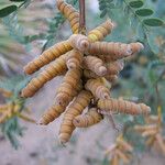 Prosopis pubescens Плод