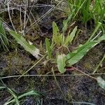 Rumex hydrolapathum Leaf