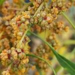 Chenopodium quinoa Frukto