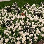 Tulipa fosteriana Цветок