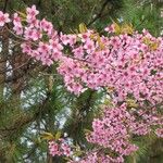 Prunus cerasoides Flower