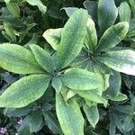 Dracaena camerooniana 葉