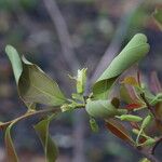 Ximenia americana Flower