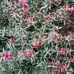 Leptospermum scoparium Çiçek