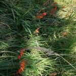 Crocosmia × crocosmiiflora Pokrój