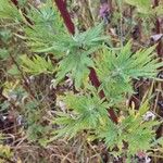 Artemisia vulgarisLeaf