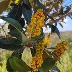 Byrsonima spicata Flor