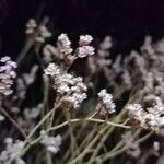 Limonium bellidifolium Flor