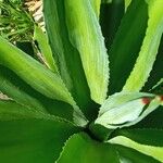 Agave shaferi Blad