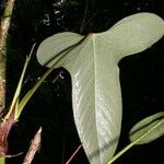 Anthurium subsignatum 葉