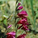 Gladiolus × byzantinus Blomst