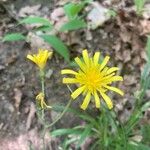 Hieracium murorum आदत