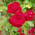Rosa gallica ᱵᱟᱦᱟ