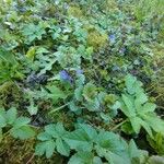 Glechoma hederacea Leaf