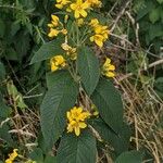 Lysimachia vulgaris Habit