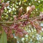 Tibouchina granulosa Λουλούδι