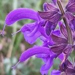 Salvia pratensis Fleur