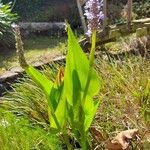 Pontederia cordata Агульны выгляд