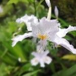 Iris japonicaÇiçek