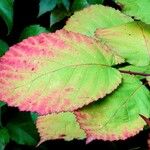 Rubus ulmifolius Feuille