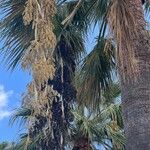 Washingtonia filifera Плод