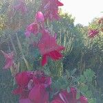 Lathyrus splendens Blüte