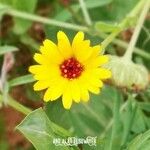 Calendula arvensisFlower