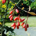 Berberis vulgaris 果實