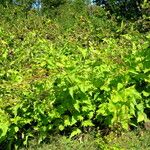 Silphium perfoliatum Natur