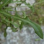 Leontodon hispidus Leaf