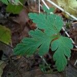 Geranium robertianum Blad