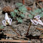 Dicentra uniflora Habitat