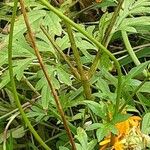 Cosmos sulphureus Schors