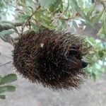 Banksia praemorsa Fruit