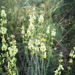 Sideritis hyssopifolia Fleur