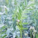 Onobrychis caput-galli Fula