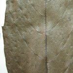Cordia dentata Sheet