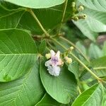 Vitex megapotamica Fiore