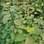 Cornus sanguinea Blatt