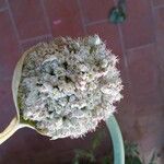 Allium porrum Floare