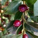 Sarcococca ruscifolia Frukt