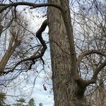 Carya ovata Habitus