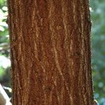 Acacia koaia Bark