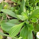 Plantago lanceolata পাতা